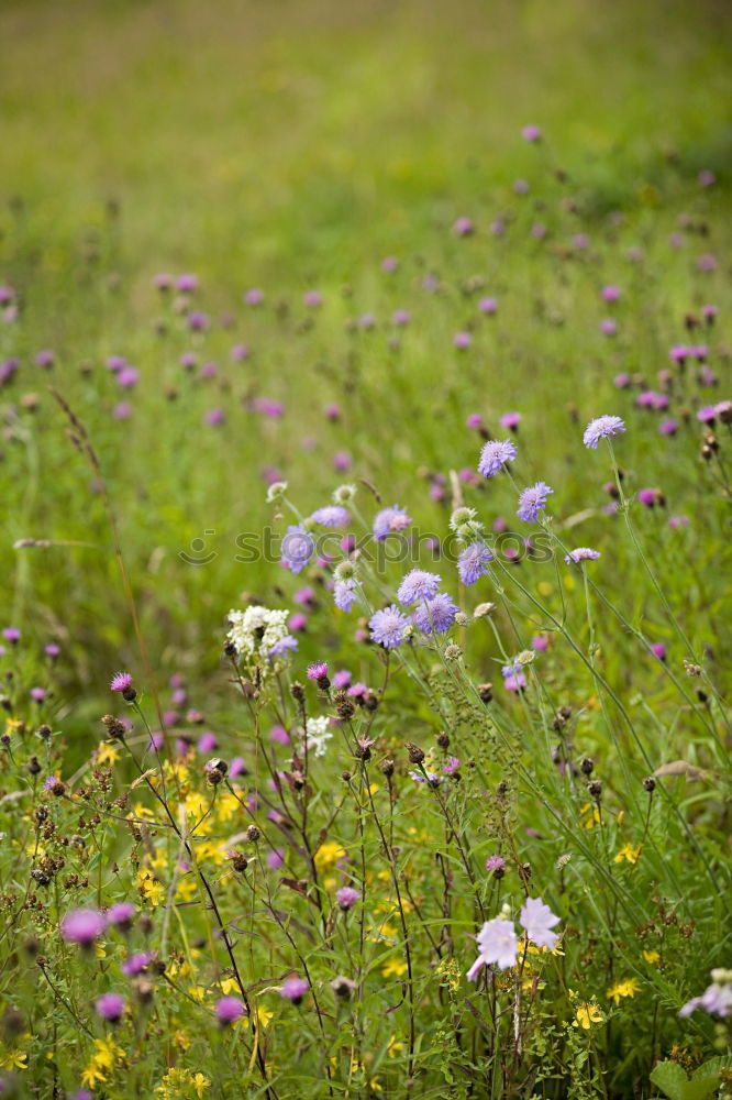 Similar – Image, Stock Photo bee perspective Meadow