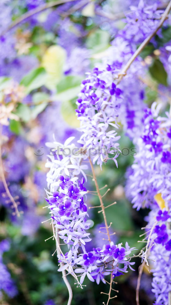 Similar – Image, Stock Photo Heath flowers seen from above