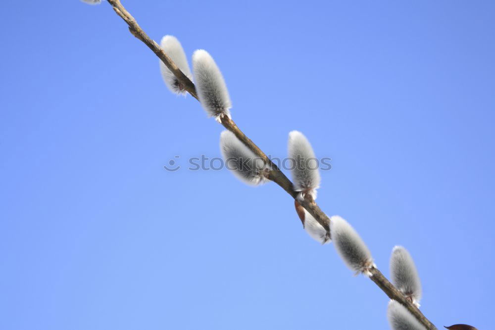 Similar – Image, Stock Photo Spring! SECOND Expel