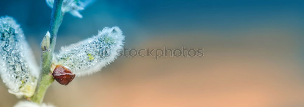 Similar – Image, Stock Photo Sky blue leaf beetle on a daffodil blossom