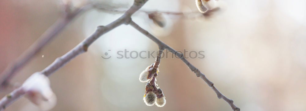 Similar – Image, Stock Photo Hornbeam