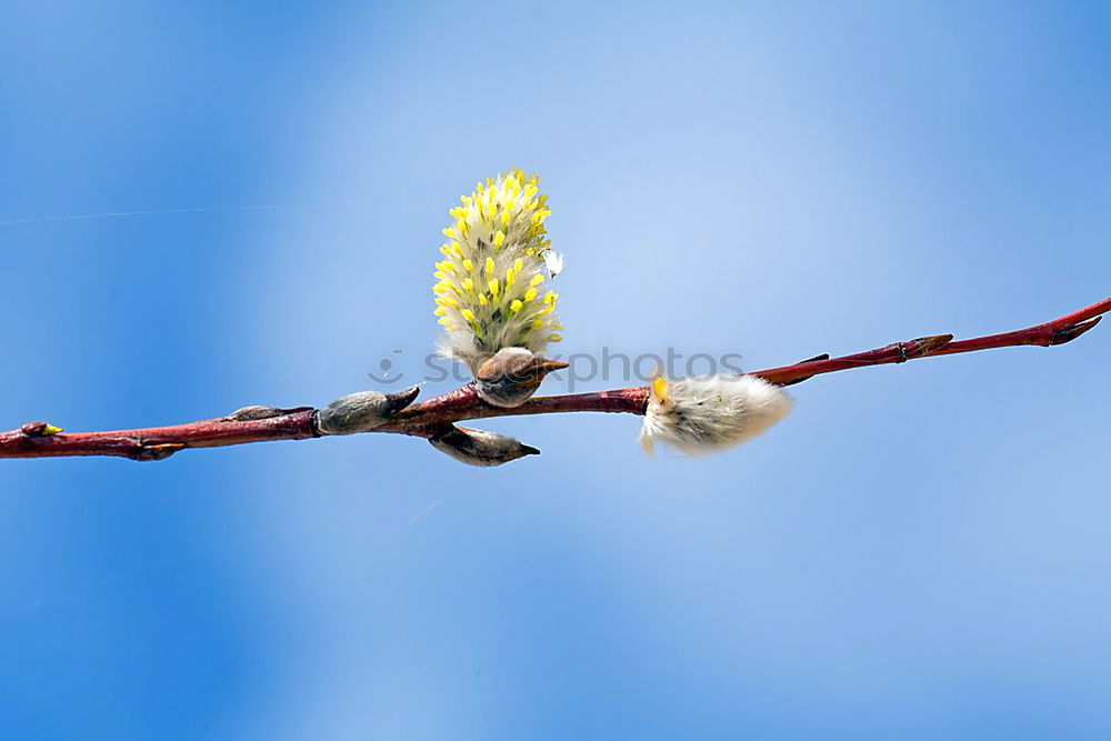 Similar – Image, Stock Photo Spring! SECOND Expel