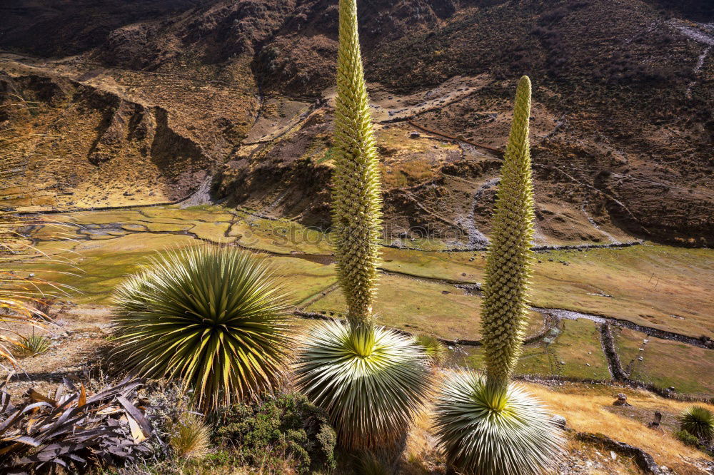 Similar – Cacti and salt lake