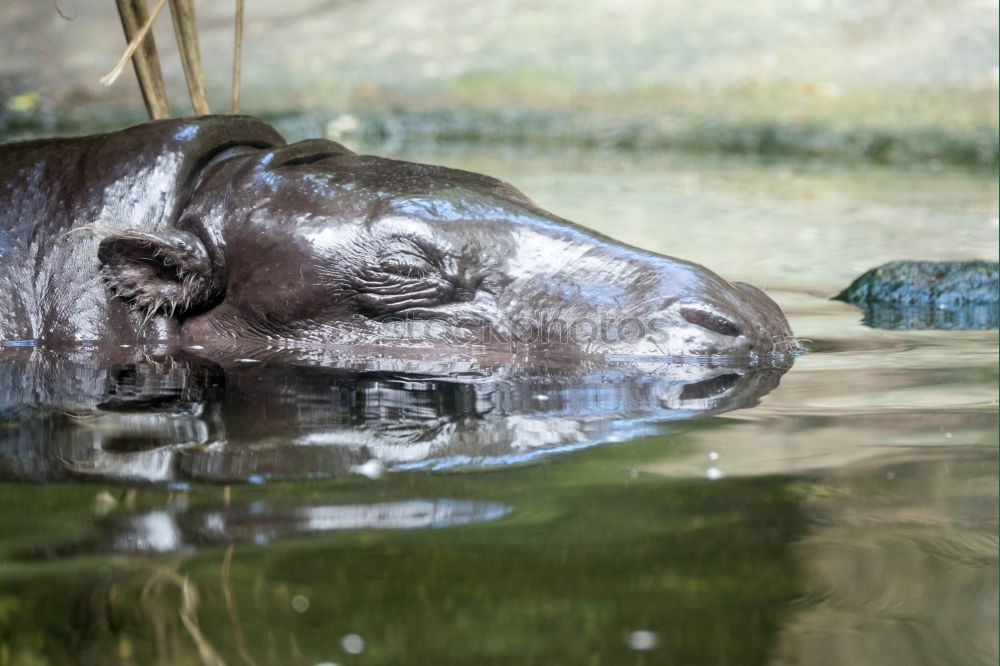 Similar – Fisch.erleuchtet Tier