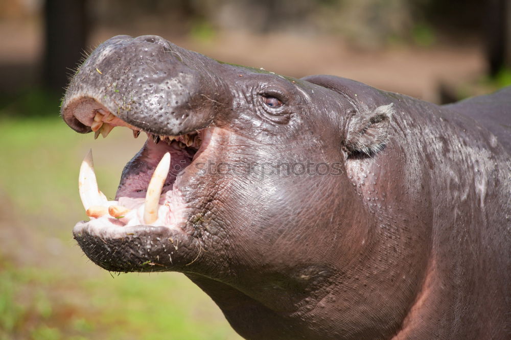 Similar – Image, Stock Photo tastes Animal Farm animal