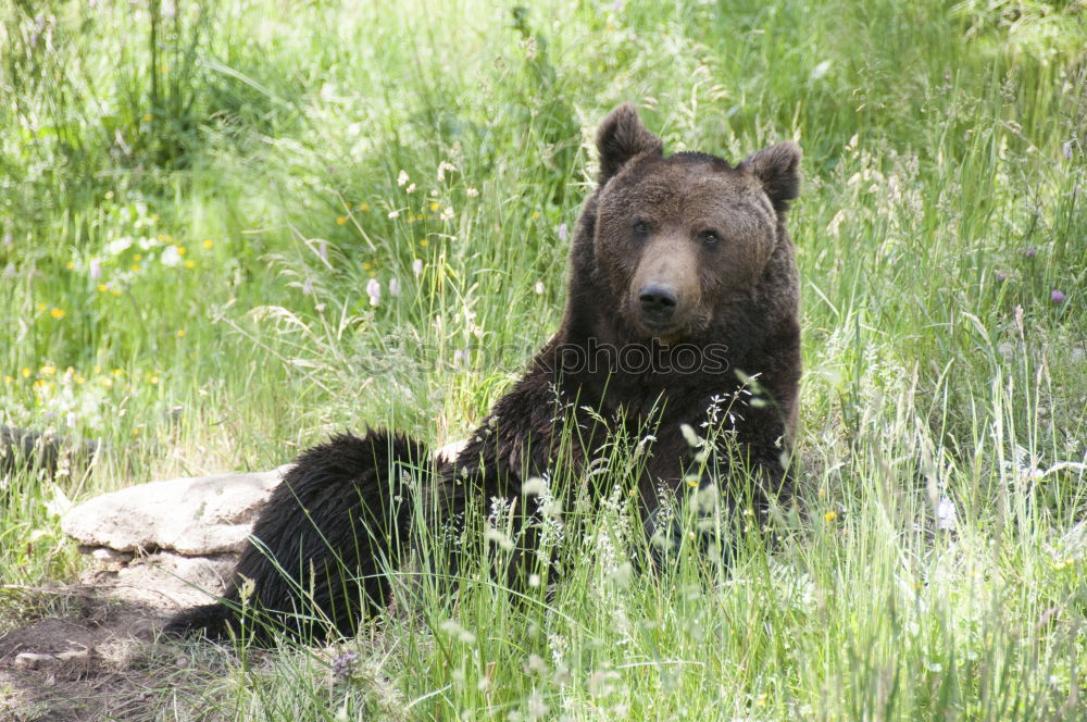 Similar – Teddybär Jagd Umwelt Natur