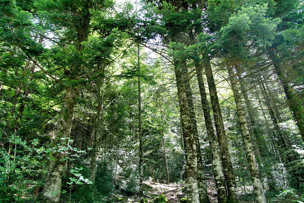 Similar – Image, Stock Photo aberrations Forest Mystic