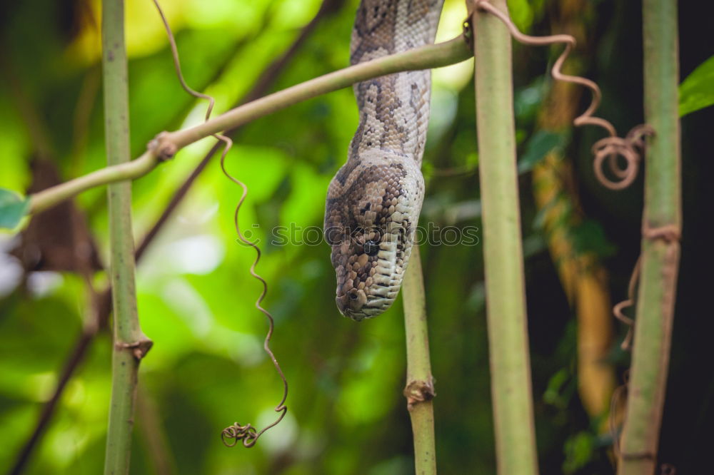 Similar – Image, Stock Photo caterpillar insatiable