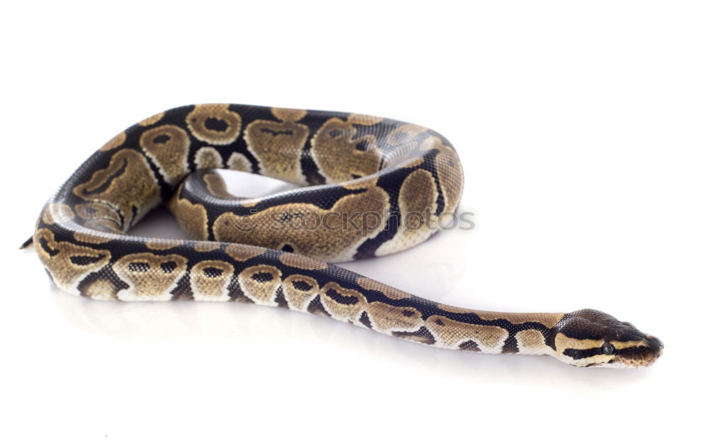 Similar – Image, Stock Photo venomous juvenile Vipera ursinii rakosiensis preparing to strike