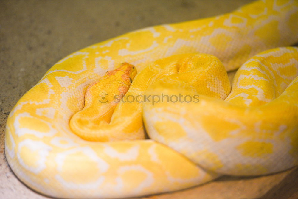 Similar – Image, Stock Photo Python molurus