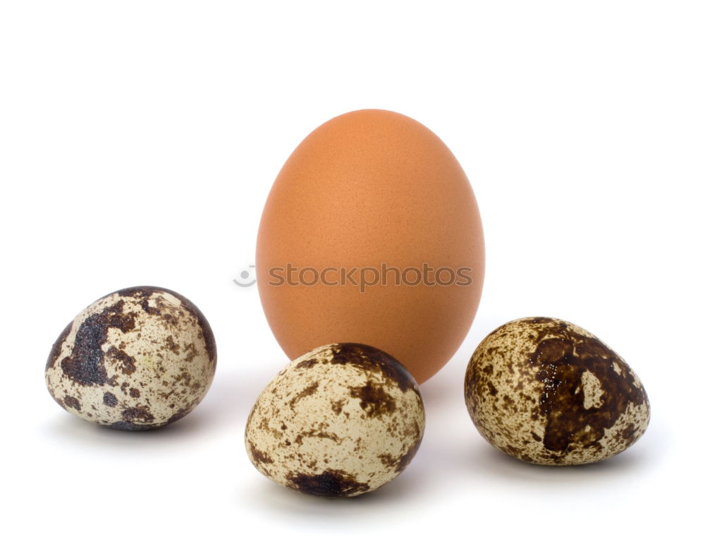 Similar – Image, Stock Photo Fresh quail eggs on a white surface