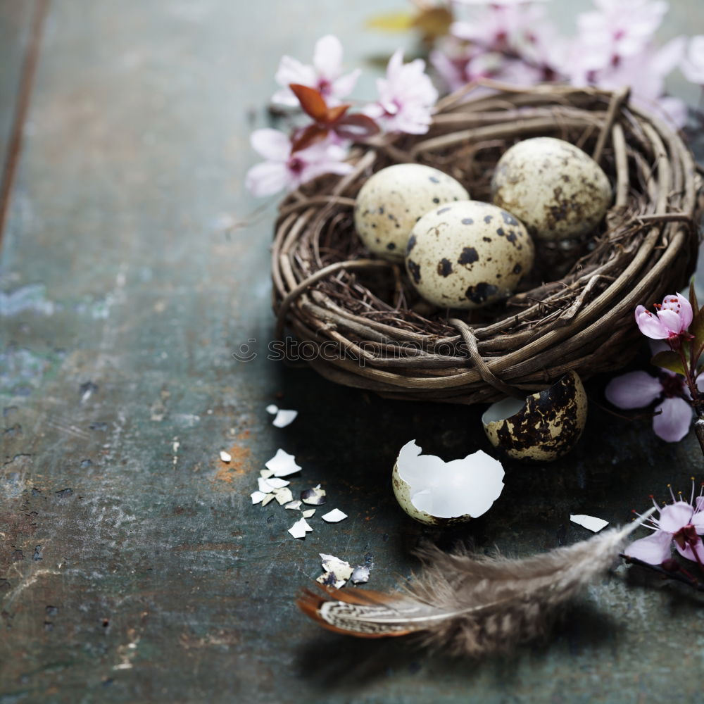 Similar – Image, Stock Photo Easter nest Event Nature