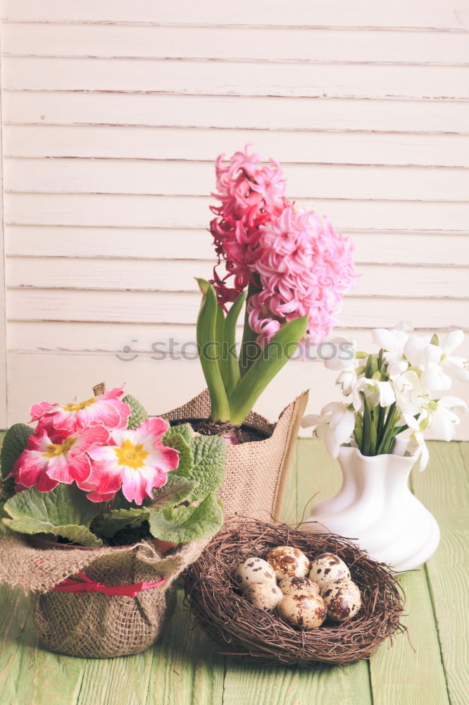 Similar – Hyacinth and shovel on white wooden table