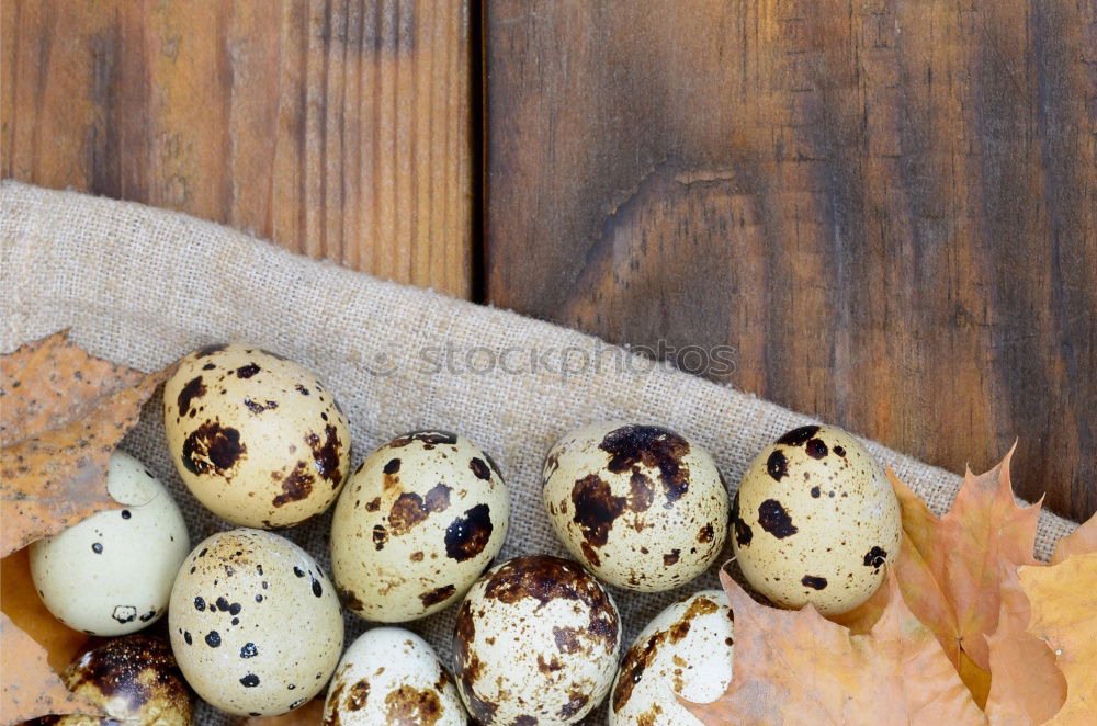 Image, Stock Photo Three fresh quail eggs on a gray wooden surface