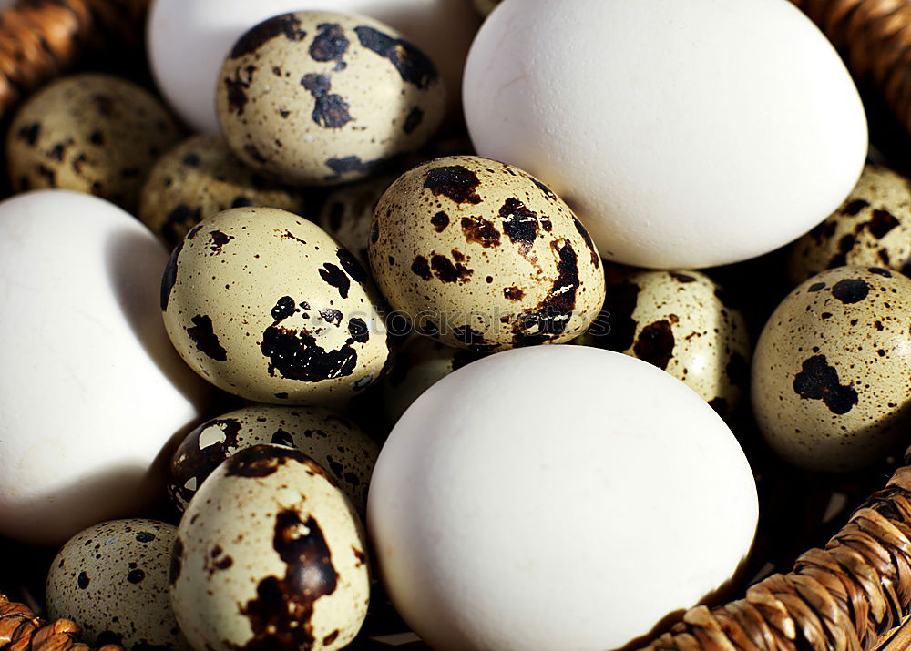 Similar – Image, Stock Photo Quail eggs on a wooden surface