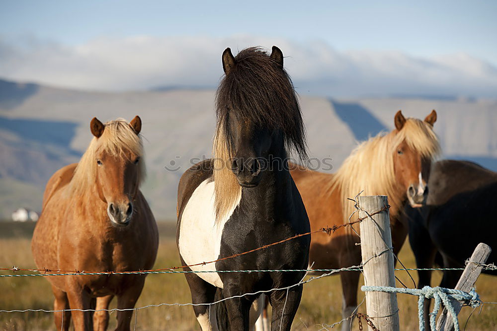 Similar – Image, Stock Photo Icelandic horses Horse