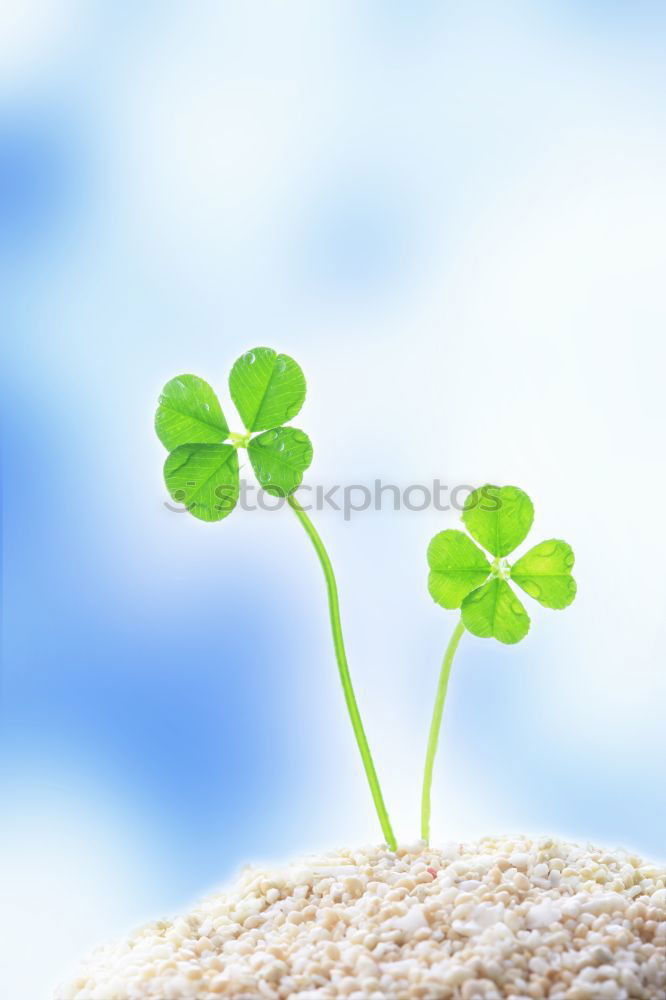 Similar – Image, Stock Photo shamrock Harmonious