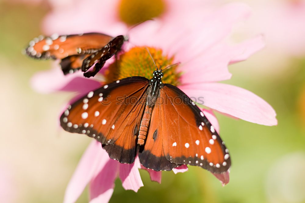 Similar – hibiscus flower Nature