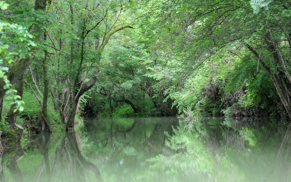 Similar – Spreewald ruhig Natur Wald