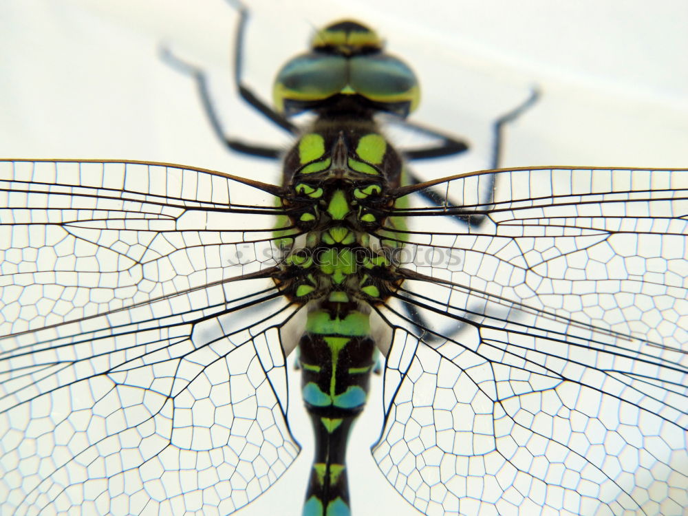 Similar – Image, Stock Photo Life in a drop of water (water flea)