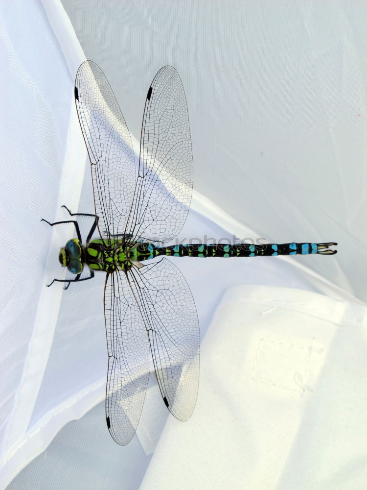 Similar – Image, Stock Photo dragonfly Dragonfly Animal