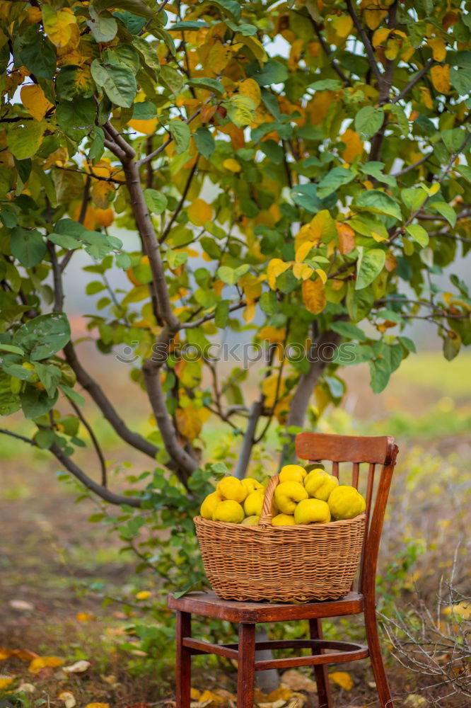 Similar – Image, Stock Photo Orange Garden VIII Art