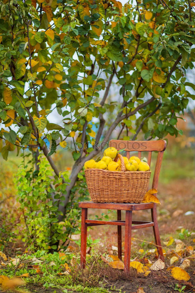 Similar – Image, Stock Photo Wheelbarrow with leaves in autumn