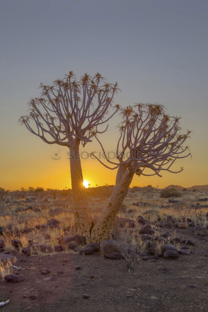 Similar – Image, Stock Photo Kalahari Sunset