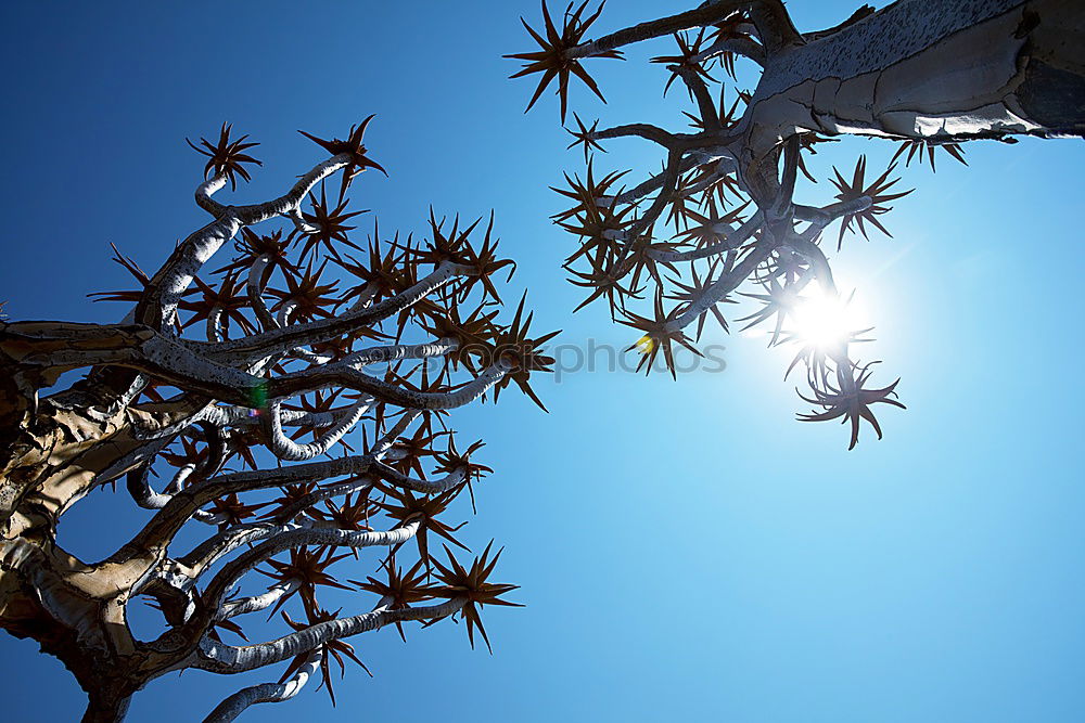 Similar – Foto Bild azuro Agave Kaktus Mauer