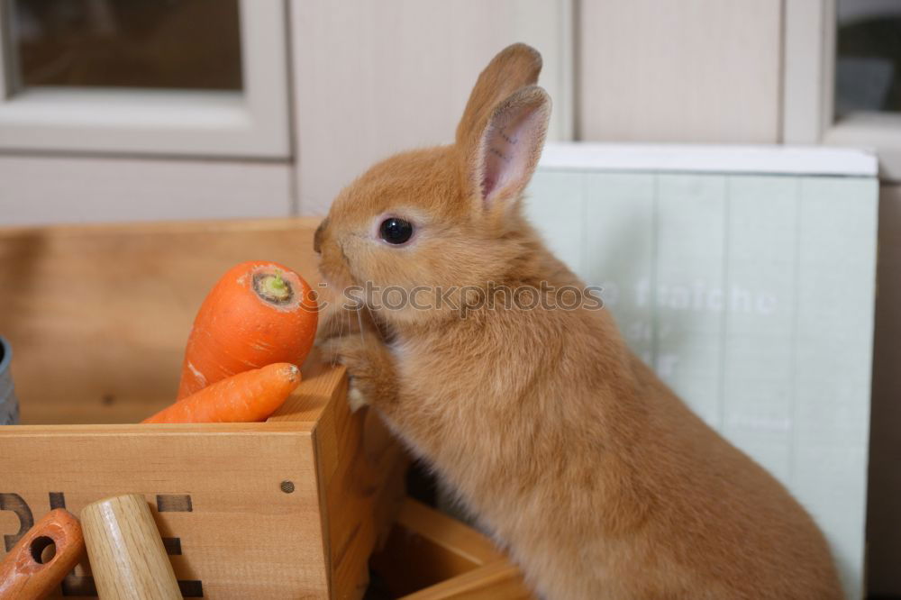 Similar – Paul *rip* and the Madeira Carrot