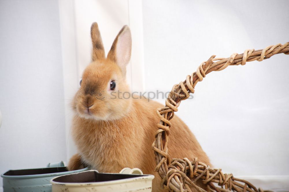 Similar – Image, Stock Photo together in the HEUbed