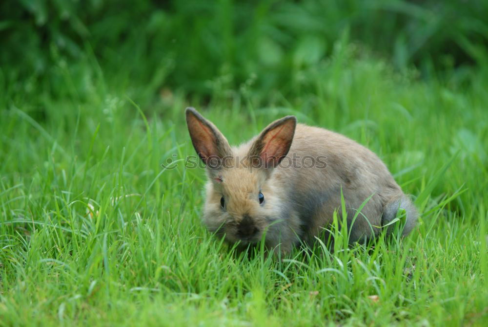 Similar – Image, Stock Photo hare Animal Wild animal