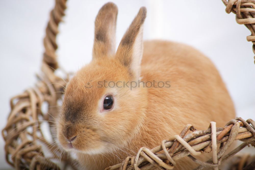 Similar – Image, Stock Photo together in the HEUbed