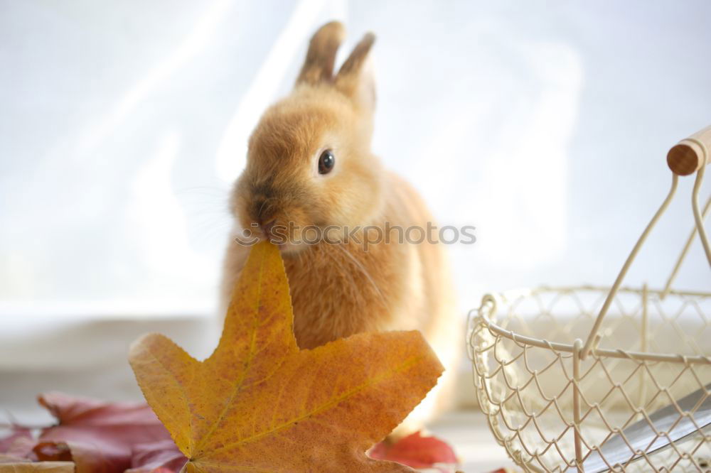 Similar – Image, Stock Photo mouse hotel Sausage Nature