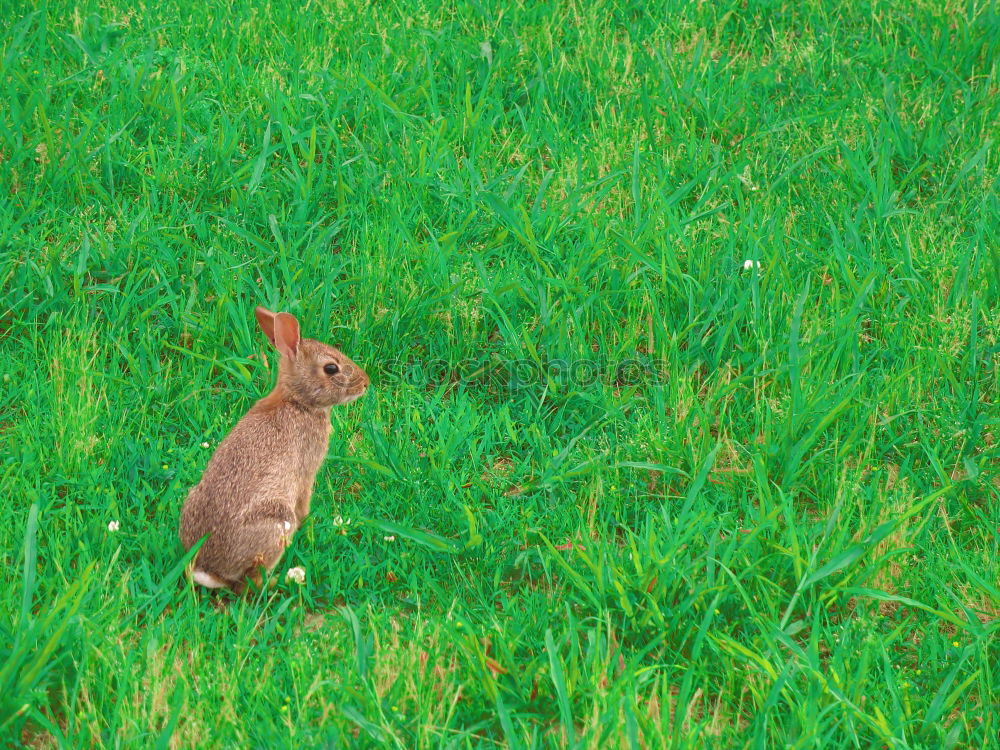 Similar – Image, Stock Photo hare Animal Wild animal