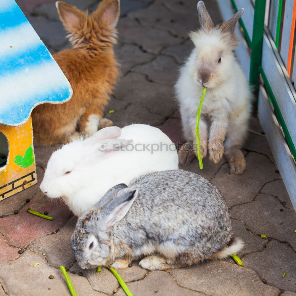 Similar – Image, Stock Photo That’s why there’s straw