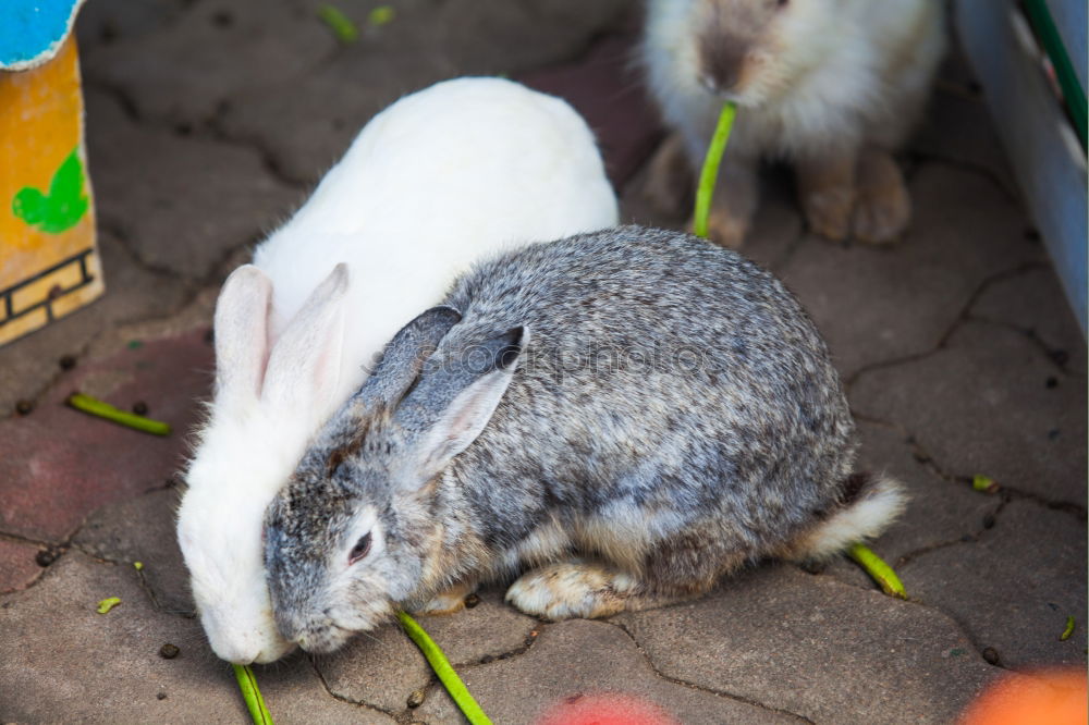 Similar – Image, Stock Photo Munchkin Animal Pet Pelt