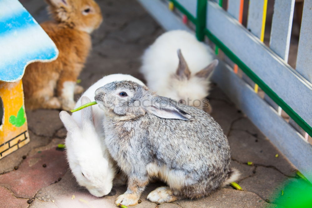 Similar – Image, Stock Photo That’s why there’s straw