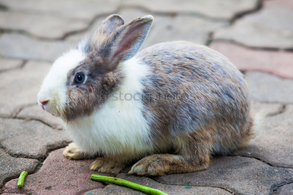 Similar – Mr. Rabbit Animal Pelt Zoo