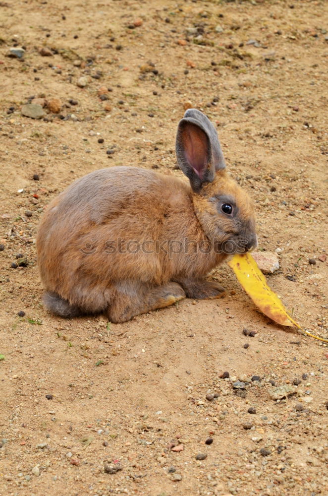 Similar – Image, Stock Photo candy Nature Animal Grass