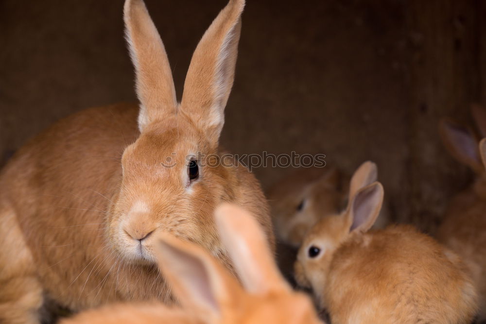 Similar – Image, Stock Photo Rabbits had wild gentleman visit…