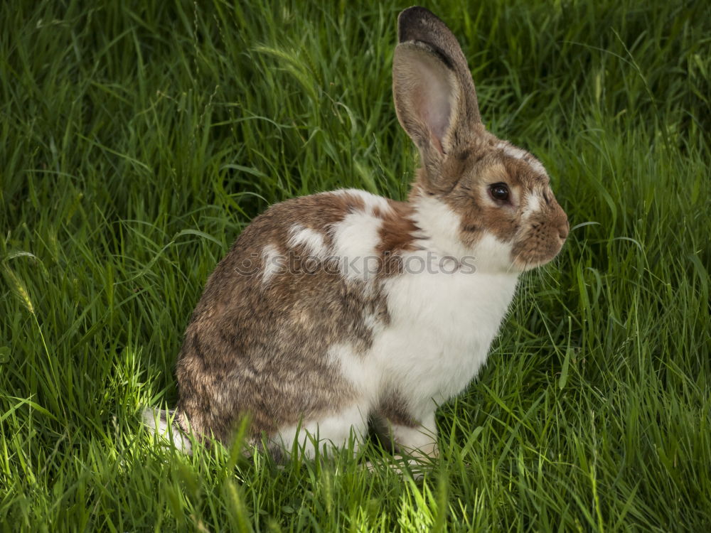 Similar – Easter camouflage Animal