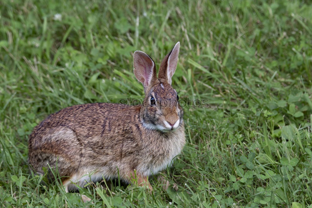 Similar – Image, Stock Photo Easter bunny rabbit