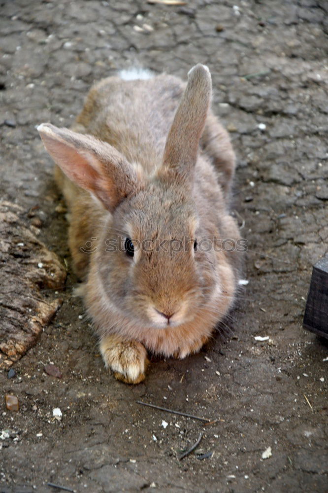 Similar – Mr. Rabbit Animal Pelt Zoo