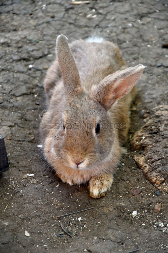 Similar – Mr. Rabbit Animal Pelt Zoo