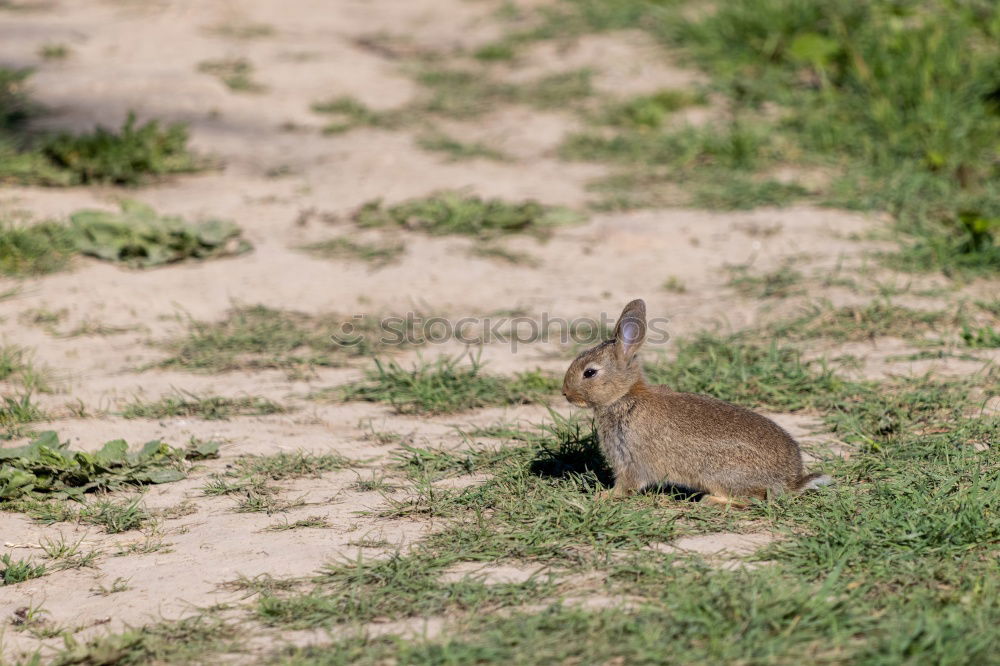 Similar – Image, Stock Photo Easter bunny rabbit