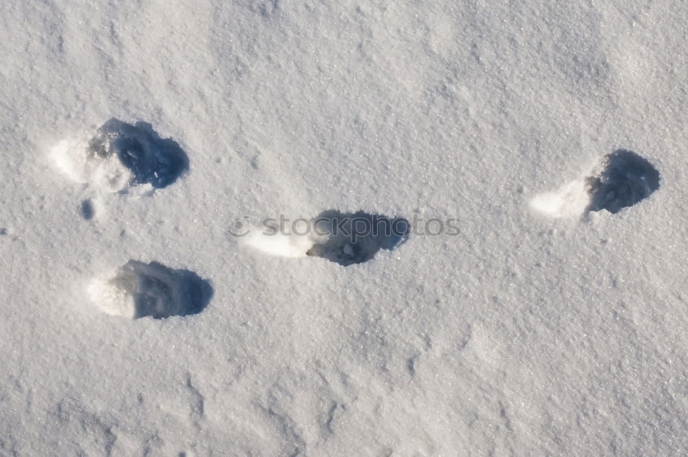 Similar – Vorwärts im Schnee Hund