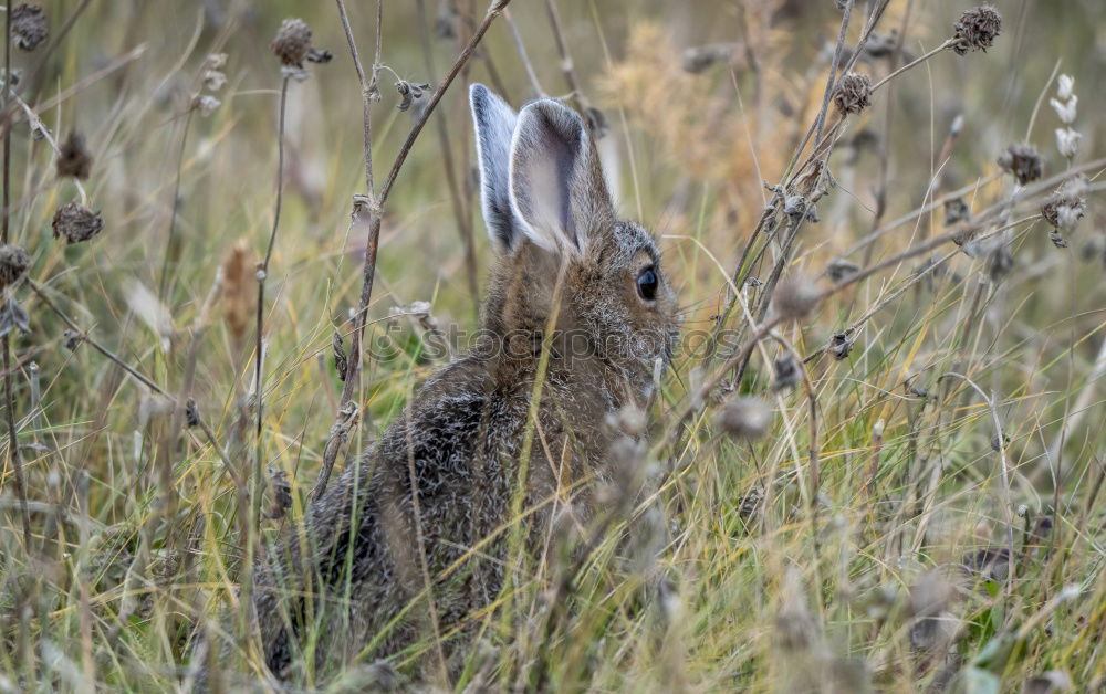 Similar – Image, Stock Photo camo rabbit Nature