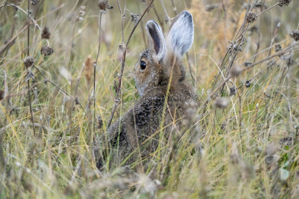 Similar – Image, Stock Photo Wild rabbit ;-) Trip