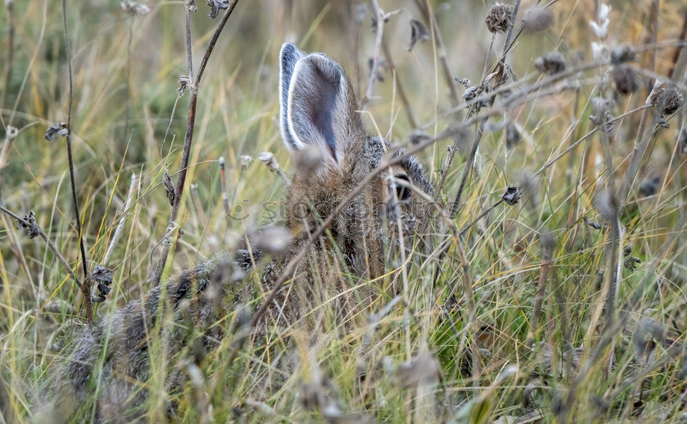 Image, Stock Photo camo rabbit Nature